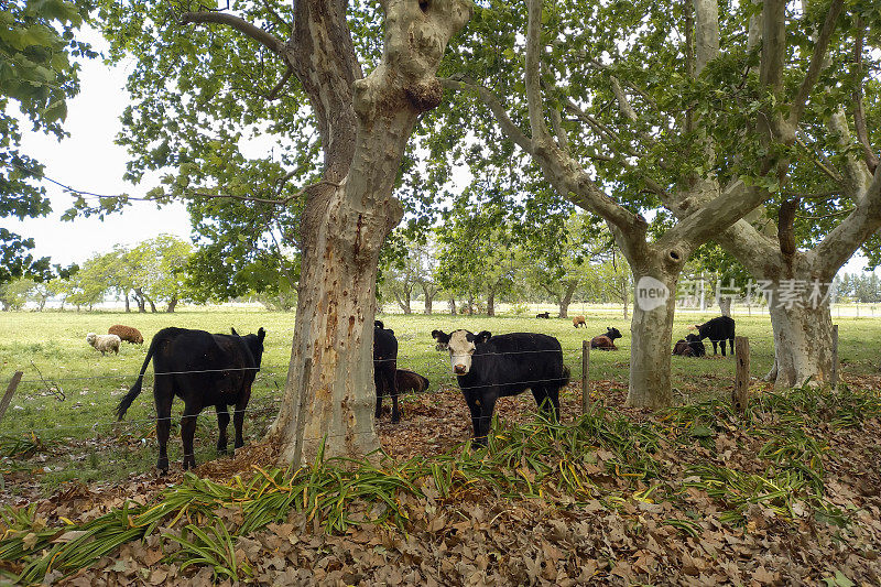 黑秃头牛是赫里福德牛和黑安格斯牛的杂交品种，在阿根廷布宜诺斯艾利斯省Chascomús附近的一个农场的围栏下