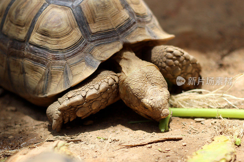 非洲苏卡塔陆龟自然栖息地