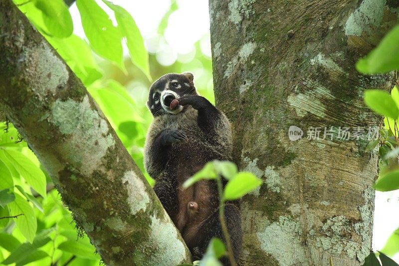 白鼻长鼻浣熊