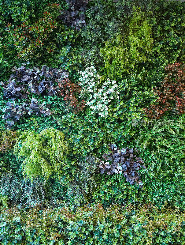 绿色植物墙用于装饰建筑和花园，它是一种美丽而自然的热带雨林植物。使您身心放松，神清气爽，塑料材质。