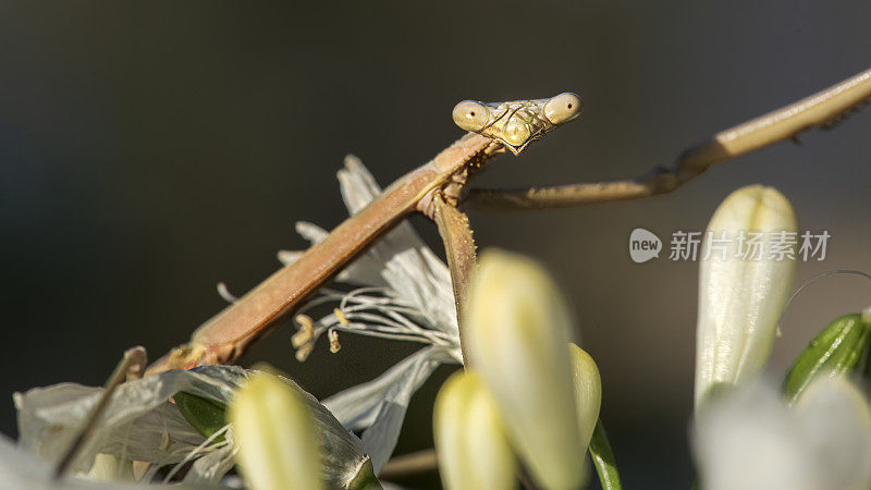 竹节虫(phasmatoia)