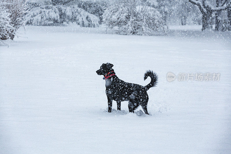 顽皮的拉布拉多寻回宠物狗正站在深深的暴风雪中