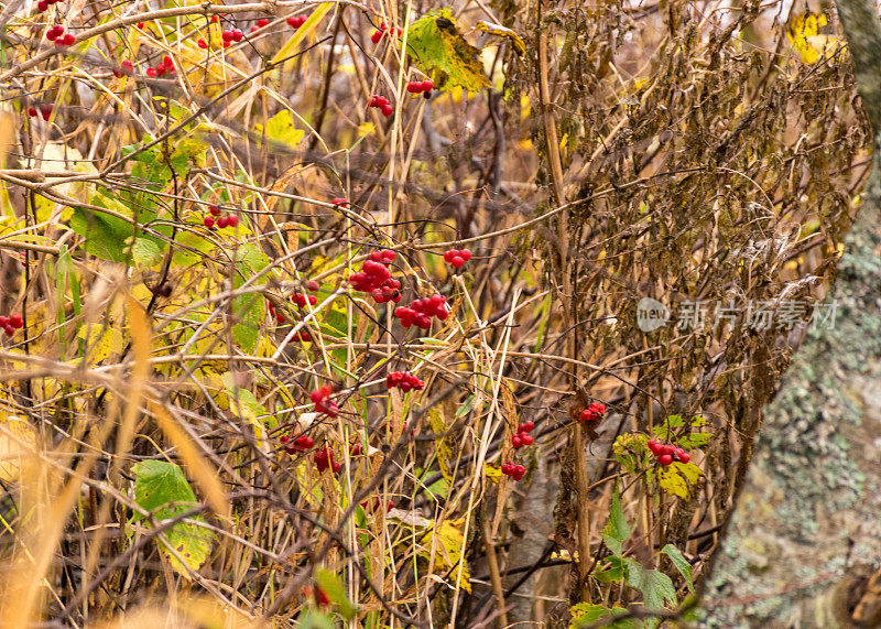 红色的秋浆果在河岸上的口音，秋天传统的河岸植被，河岸上的各种芦苇和草，光秃秃的树木，秋天