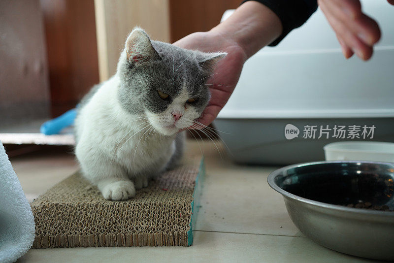 男子与宠物互动