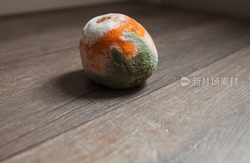 木质地板上的白色盘子上有一个发霉的橙子。