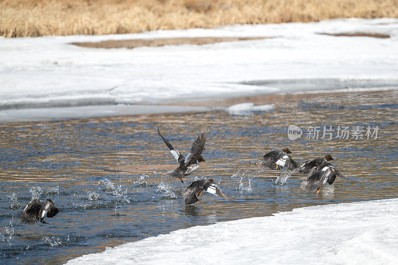 雌秋沙鸭从美国西部科罗拉多州乔治湖附近清澈凉爽的河流中飞行。