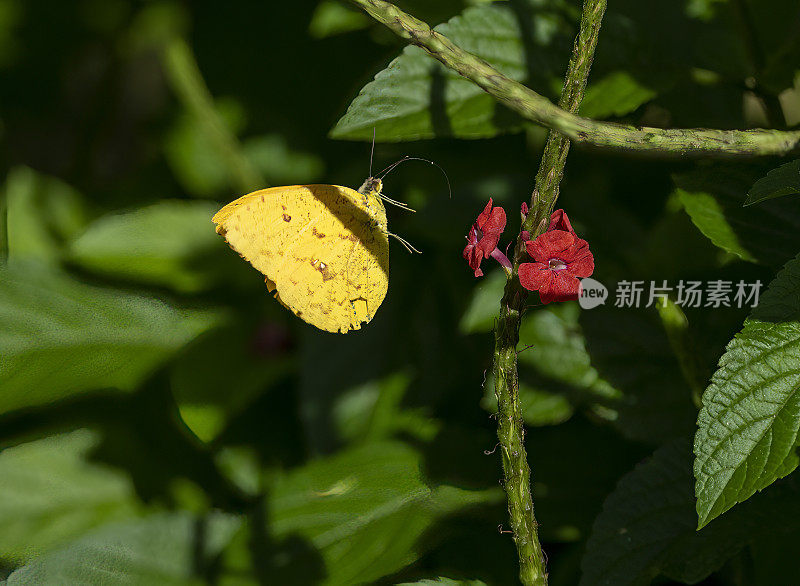 哥斯达黎加的云状黄蝴蝶