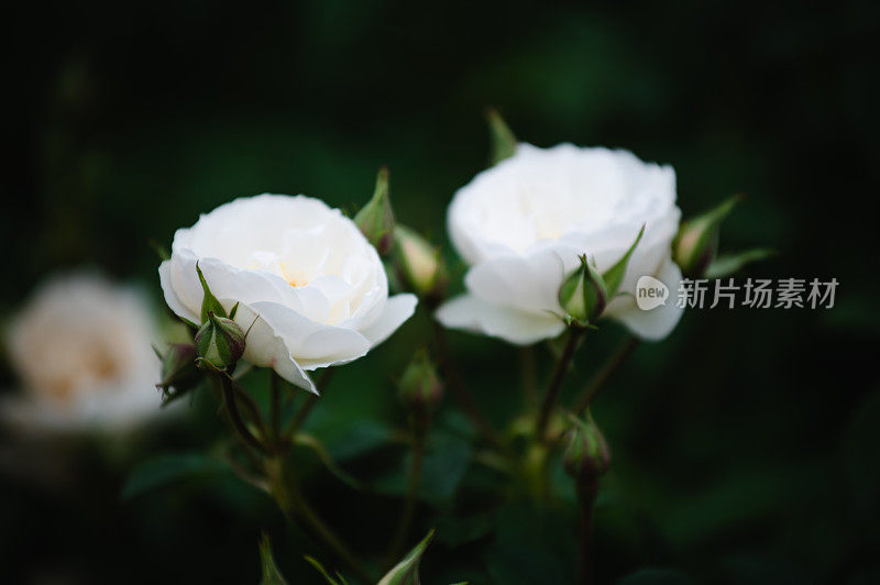 白玫瑰花园