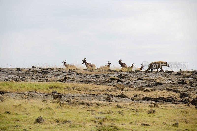 马赛马拉国家保护区山上的Topis和鬣狗