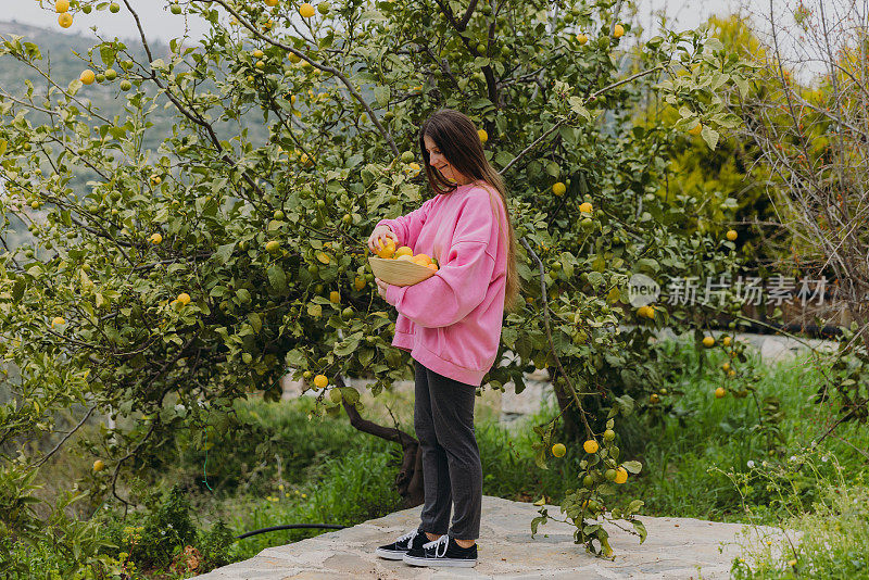 身着粉色运动衫的快乐女子在土耳其的花园里收获柑橘类水果