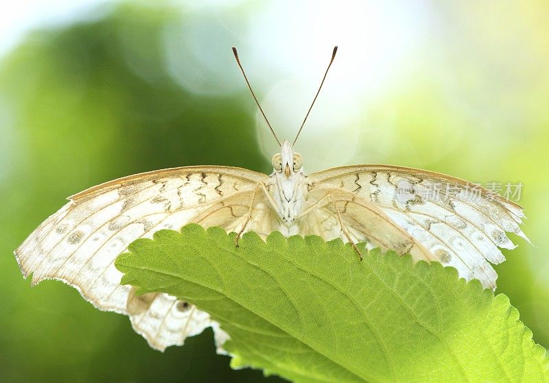 蝴蝶展开翅膀，看着镜头-动物的行为。