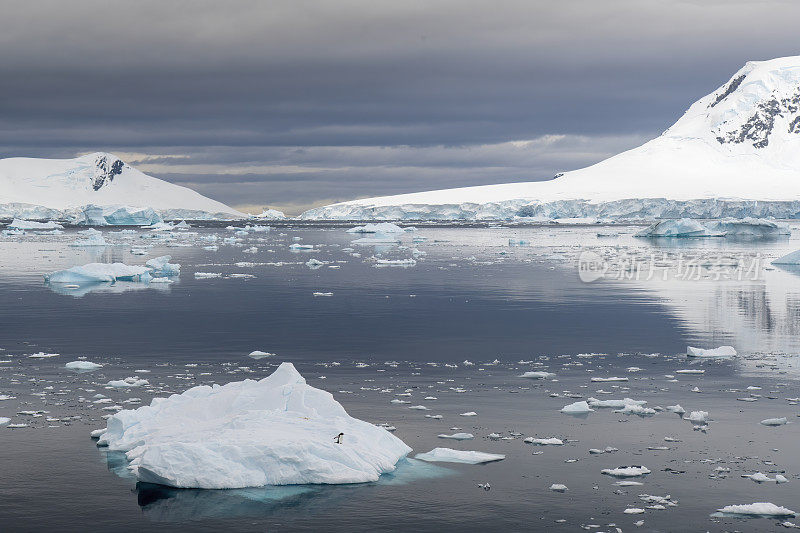 天堂湾美妙而大气的景观，冰山漂浮在南极洲的冰山上，一只孤独的巴布亚企鹅
