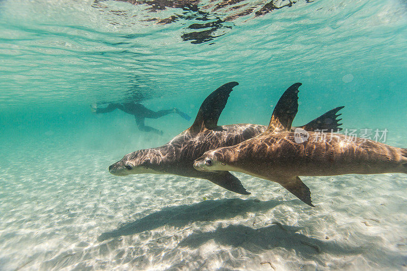 可爱的海狮或海狗在阳光明媚的日子里在清澈的浅水里玩耍
