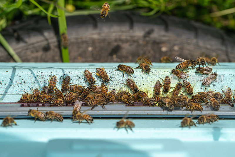 许多蜜蜂在现代复合蜂巢
