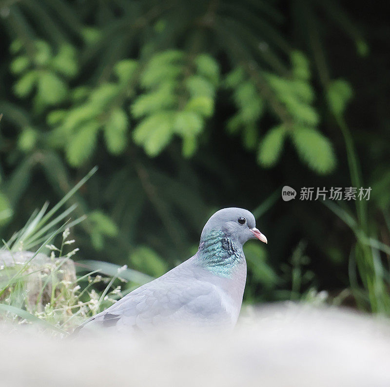 鸽子(科伦巴)