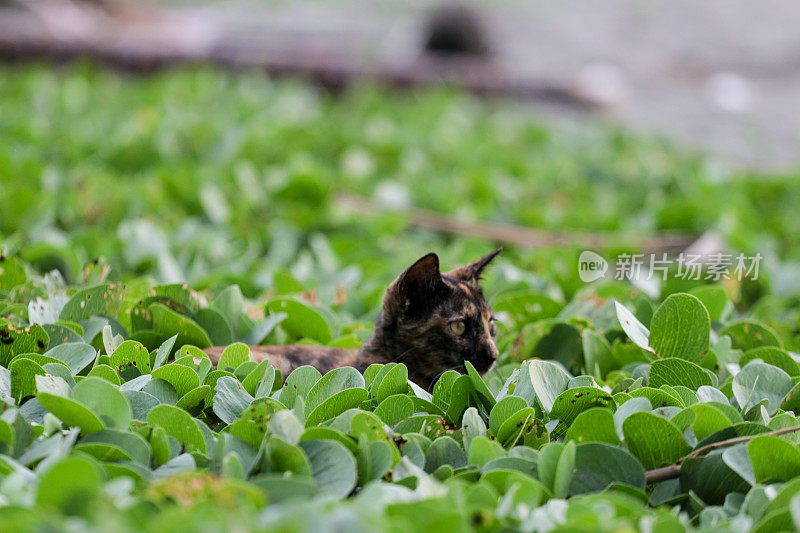 猫在亚齐海滩玩耍