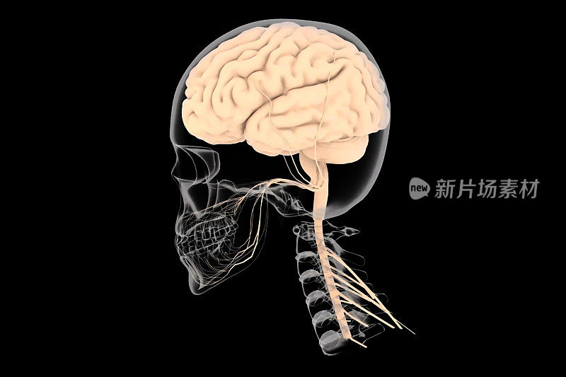 3D医学概念