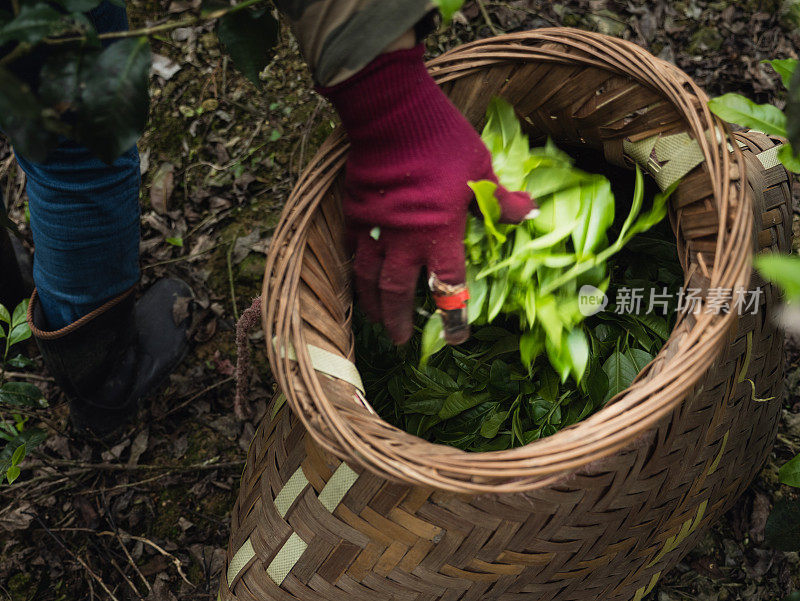 茶农用手把茶叶装进篮子里