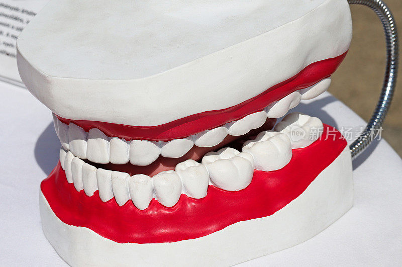 医学教育用的塑料牙