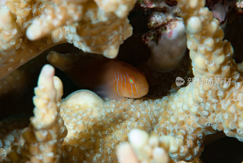 五行珊瑚虾虎鱼