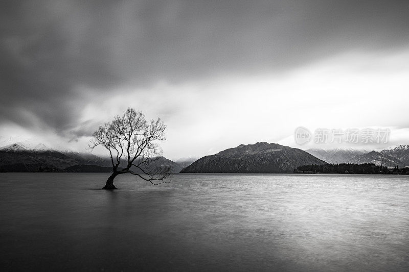 瓦纳卡湖中的一棵孤立的树，背景是暴风雨的山脉