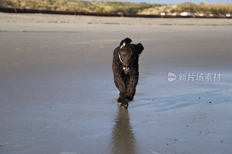 一只黑色的涂鸦狗在海滩上奔跑