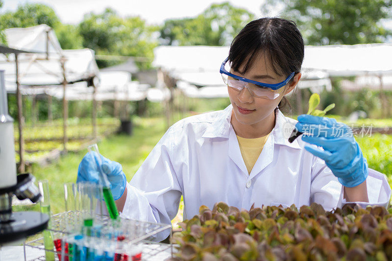 亚洲科学家在有机蔬菜农场做分析员。