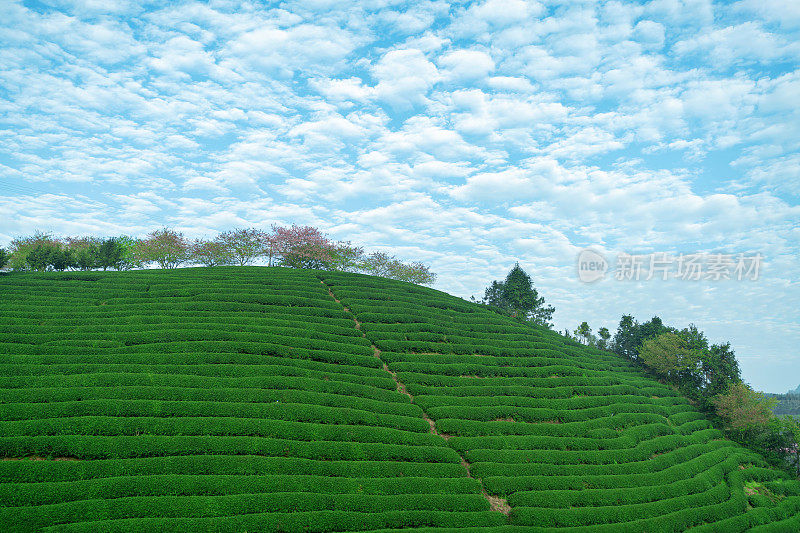 美丽的樱花有机茶园