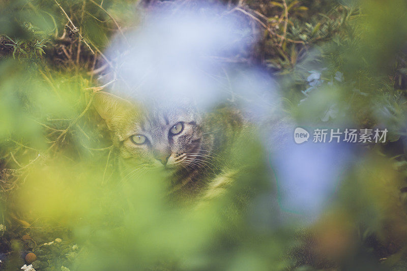 花园里的虎斑猫