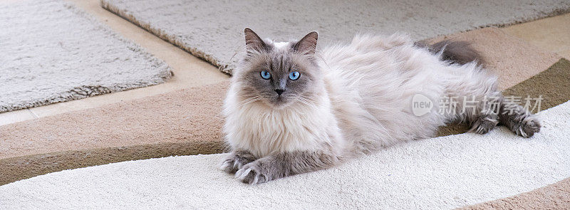 一只漂亮的蓝眼睛猫躺在垫子上。品种涅瓦面具