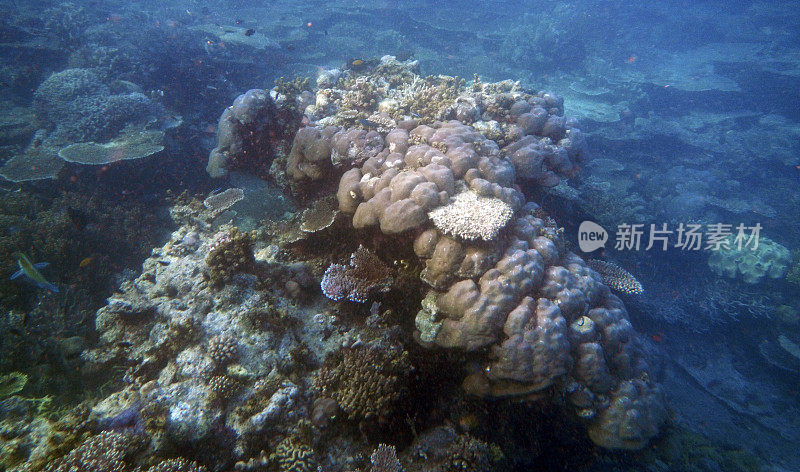 水下珊瑚景观，Waigeo岛，拉贾安帕，西南巴布亚，印度尼西亚