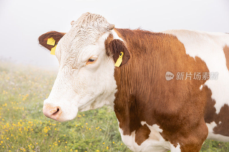 一头牛在雾气缭绕的山间草地上吃草的巨幅肖像