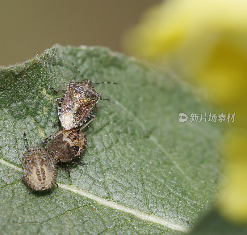 毛盾虫成虫及两若虫