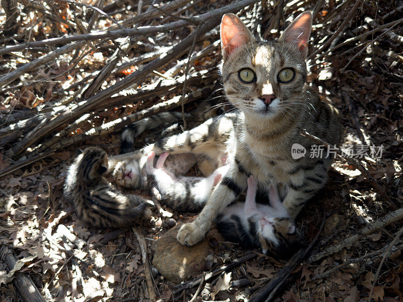 在野外，母猫正在给刚出生的小猫喂奶