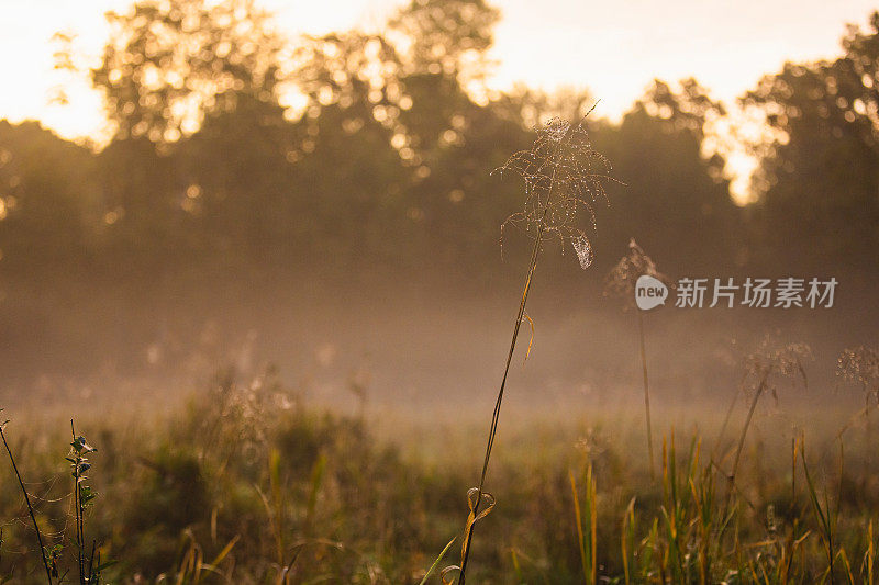 多雾的早晨。草地上的露珠。蜘蛛网