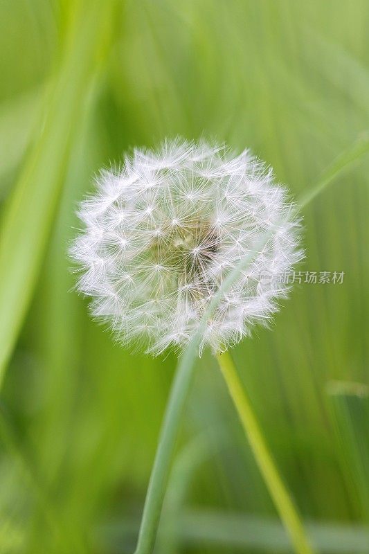 一张白色蓬松、柔软、模糊的蒲公英花的特写照片，它站在花园的草地上，背景是绿色模糊的。白色的气球仍有所有的种子有待传播。
