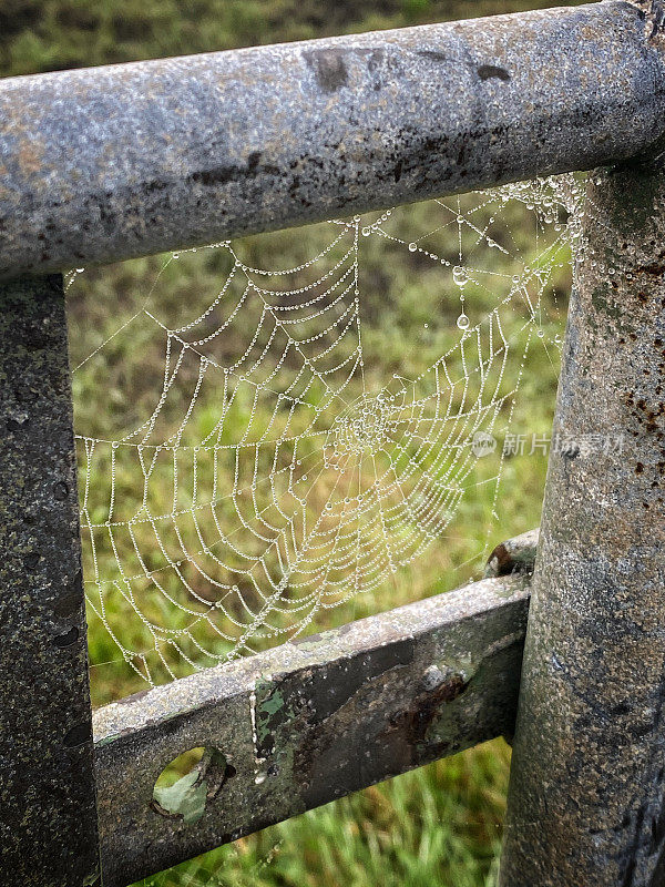 十月清晨的薄雾笼罩着蜘蛛网
