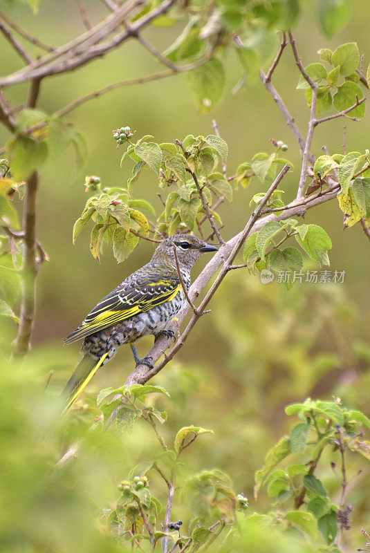 黑色Cuckooshrike