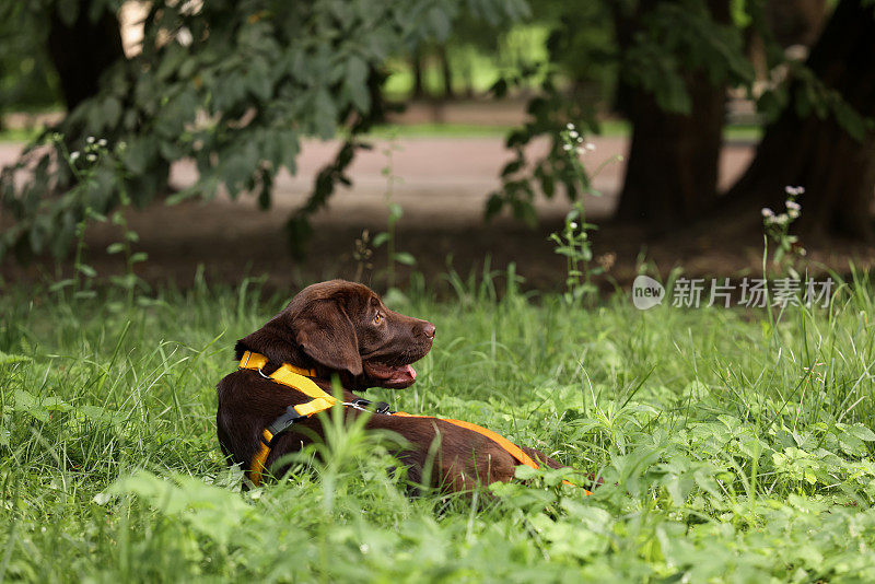 可爱的拉布拉多猎犬小狗躺在绿色的草地上