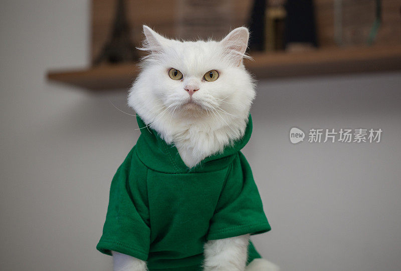 白色，长毛，猫的画像。我爱我的猫。穿着绿裙子的漂亮猫。