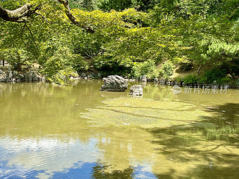 日本-京都-丸山公园