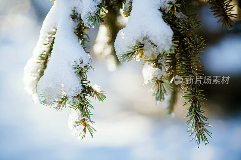 冷杉树枝上有雪和针叶上的水珠。