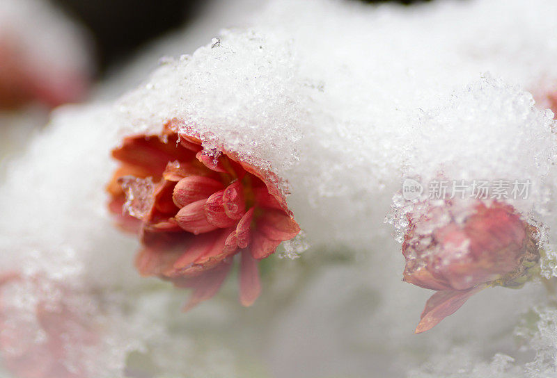 雪菊