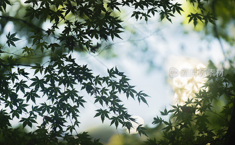 大自然的低语:叶山的枫影