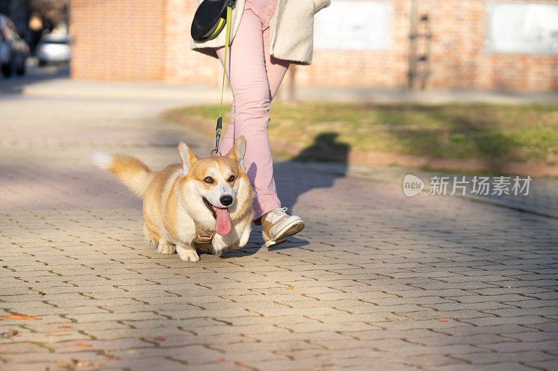 一只威尔士柯基犬和它的主人在城市里散步