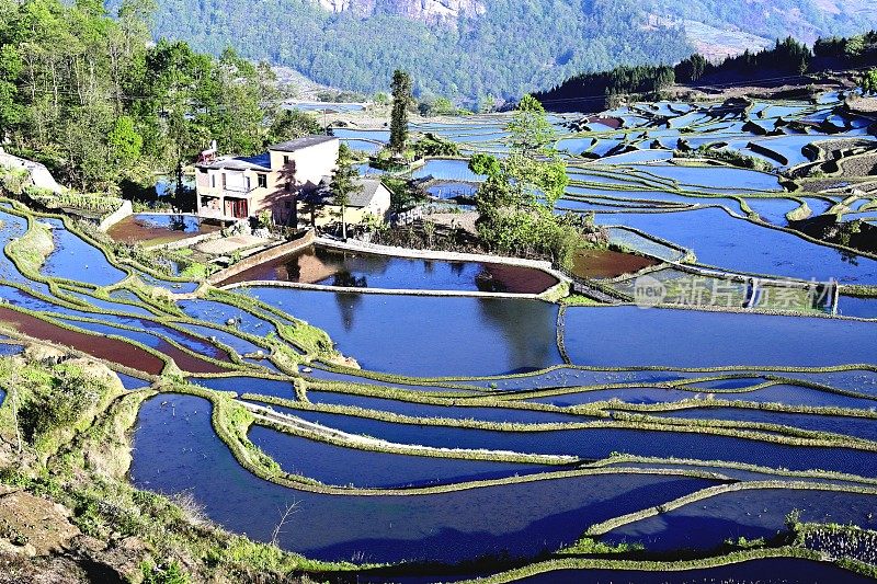 哈尼梯田，鸳鸯，中国