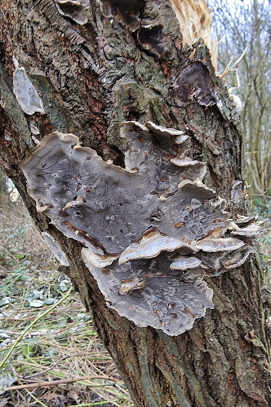真菌烟熏多孔或烟熏支架在柳树的树干上