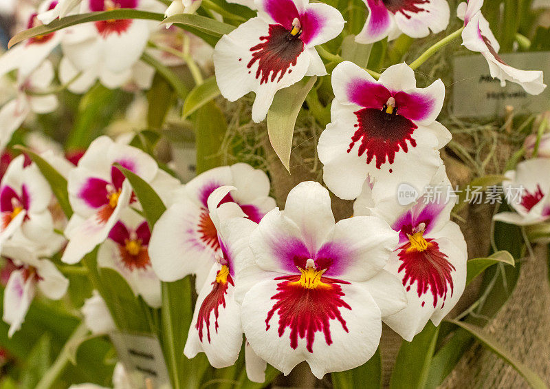 英国伦敦的Miltoniopsis“三色兰花”