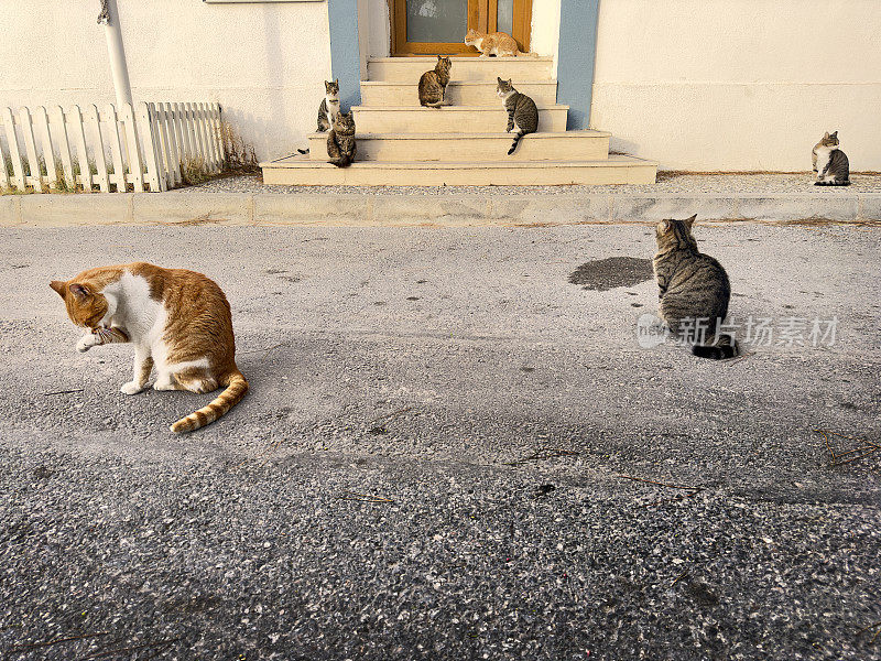 一大群流浪猫在城市街道上