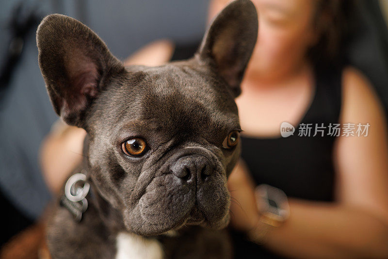 英俊的灰色法国斗牛犬坐在中国女人的腿上